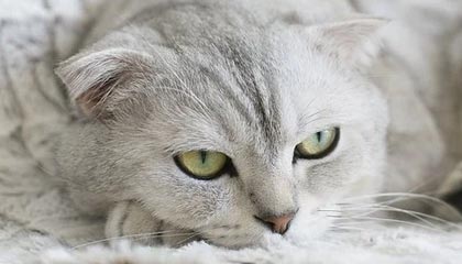 九游游戏中心下载-绝地反击！强队逆转获胜续写冠军争夺历史，绝地反击上演惊天逆转